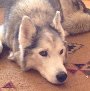 Meet your Posher, Russell